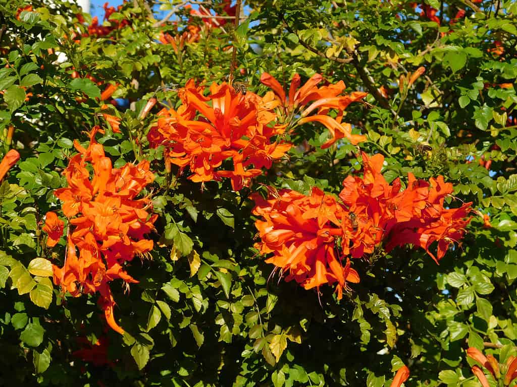 Cape honeysuckle, or Tecoma capensis orange flowers