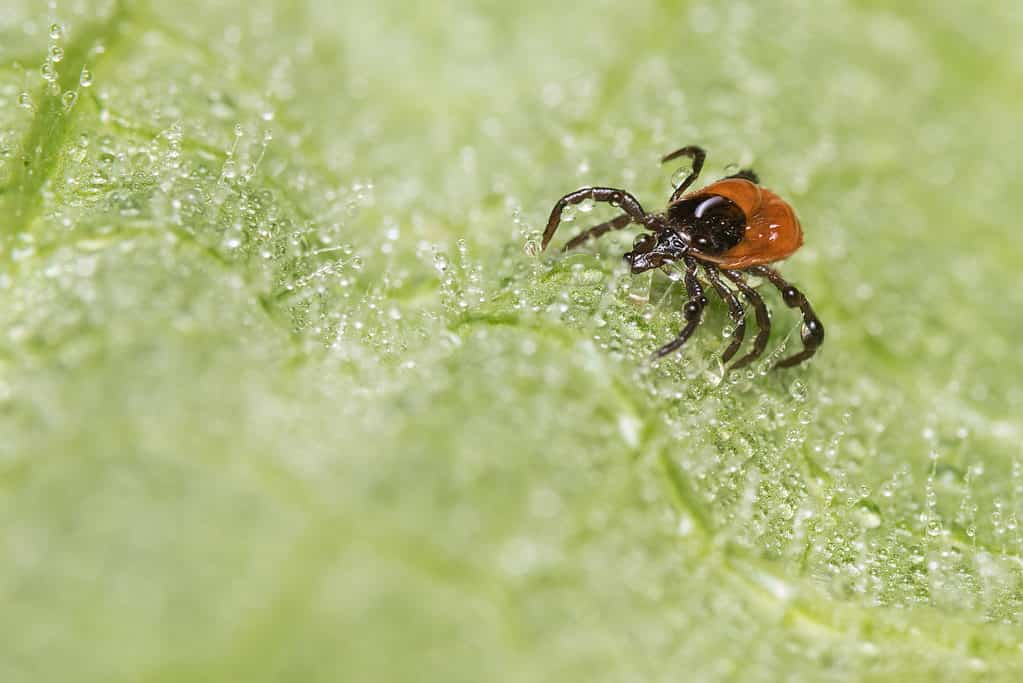 Blacklegged tick sitting on a leaf, very close up shot.