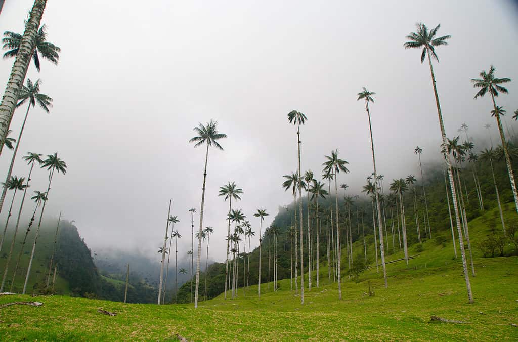 wax palm tree