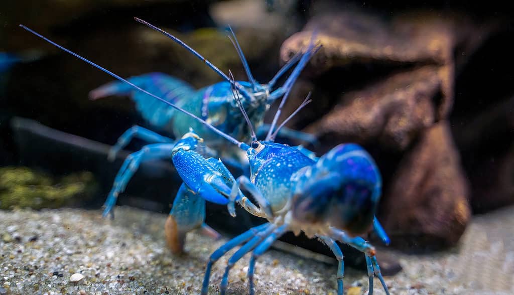 Cherax crayfish