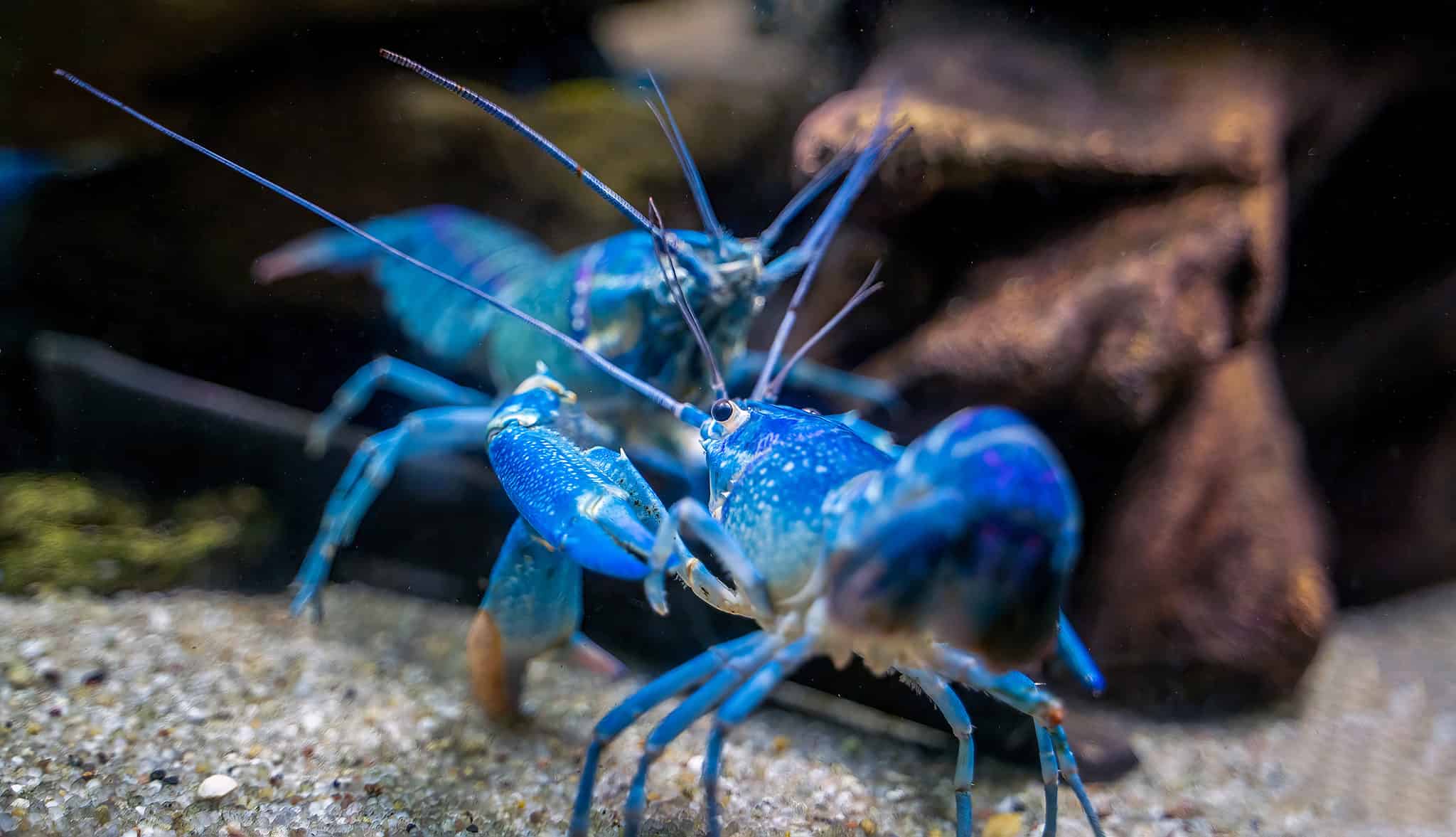 Male vs Female Crayfish: How to Spot the Differences - A-Z Animals