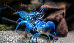 Male vs Female Crayfish: How to Spot the Differences Picture