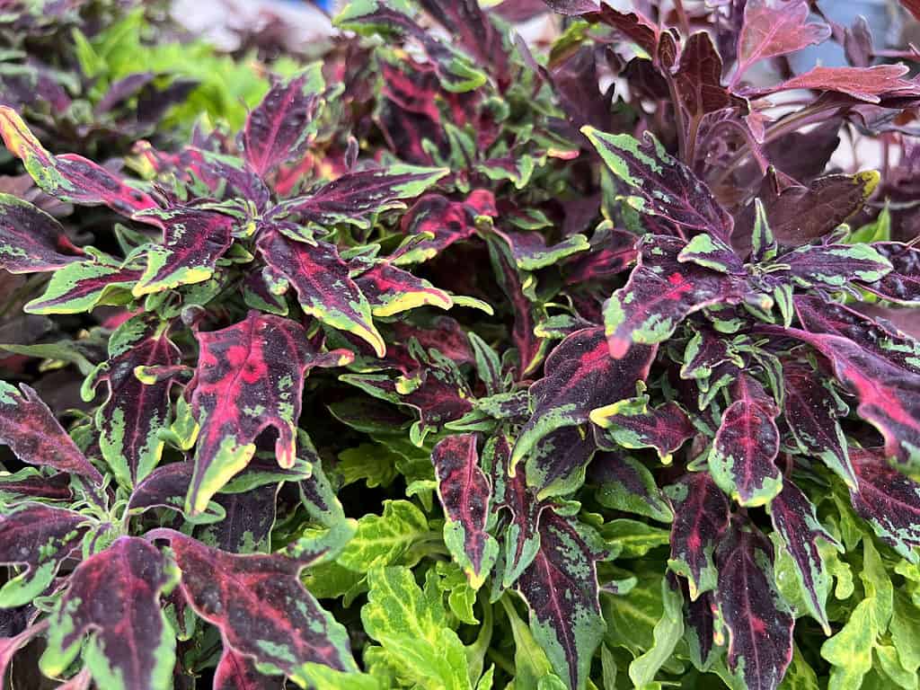 Vibrant purple, brown, and green croton leaves growing in a garden