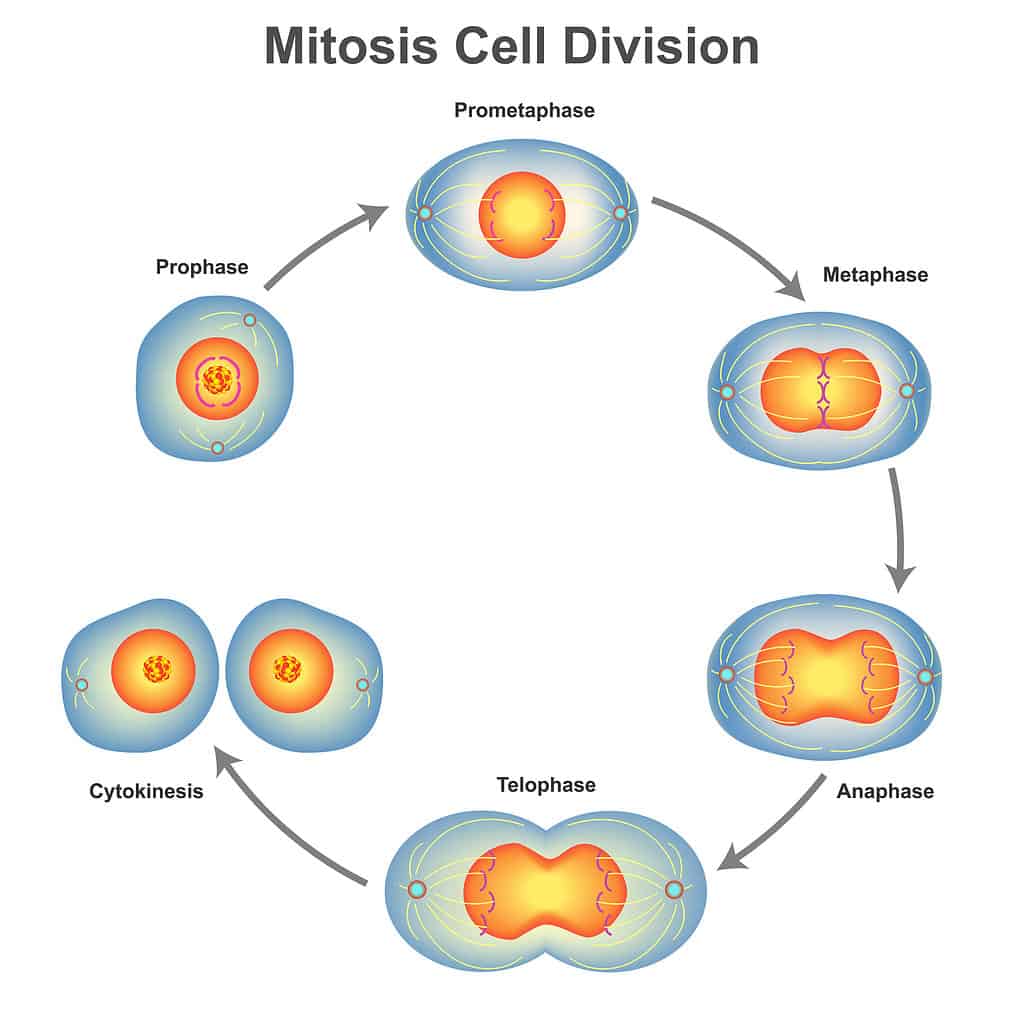 stages of mitosis for kids