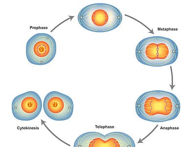 A Discover the Phases of Mitosis (Plus Tips for Remembering the Order)