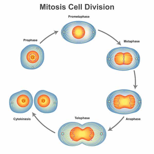 mitosis-vs-meiosis-what-are-the-main-differences-a-z-animals