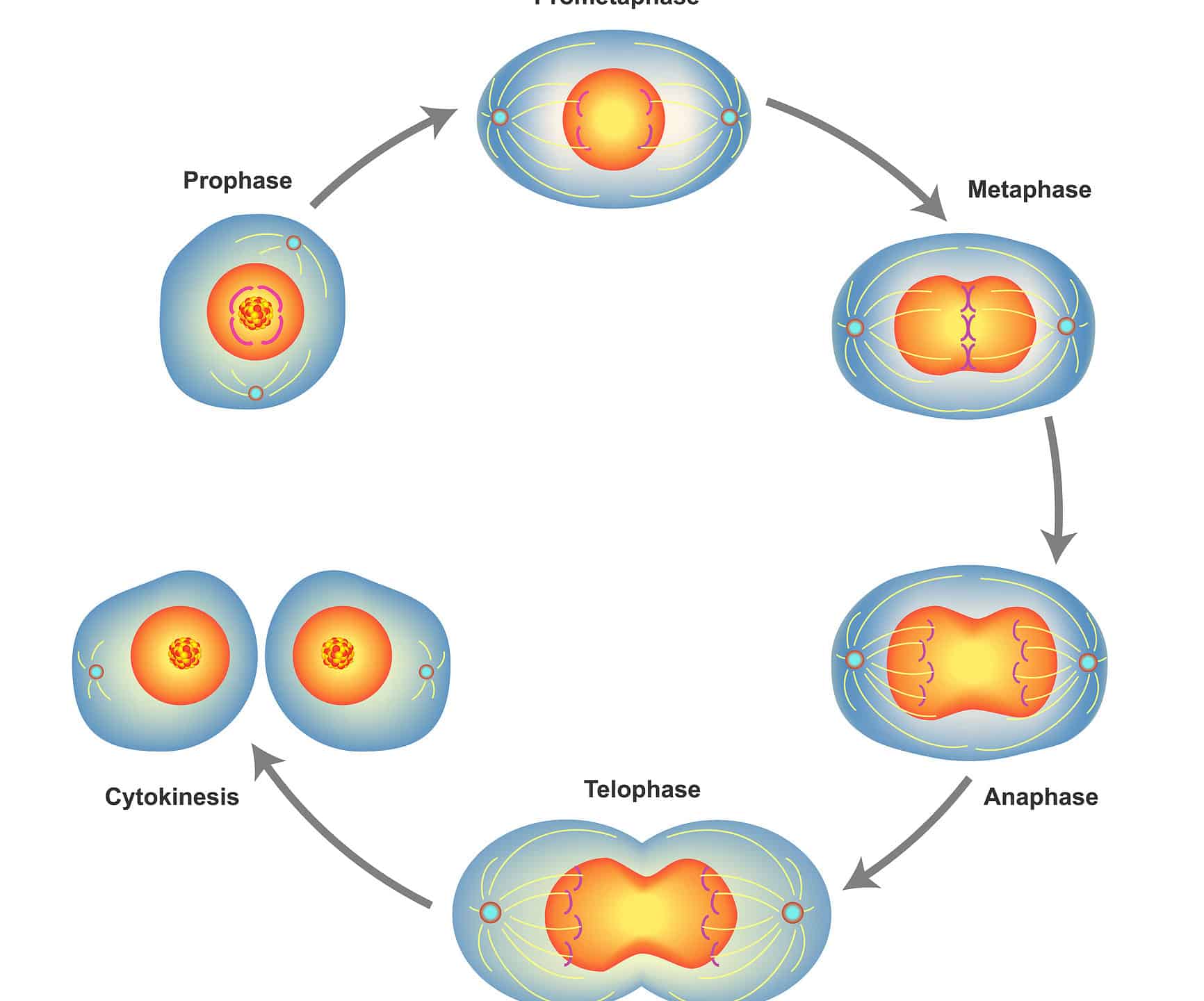 mitosis metaphase diagram