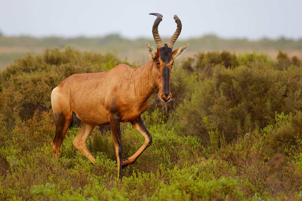 Hartebeest (Alcelaphus buselaphus)