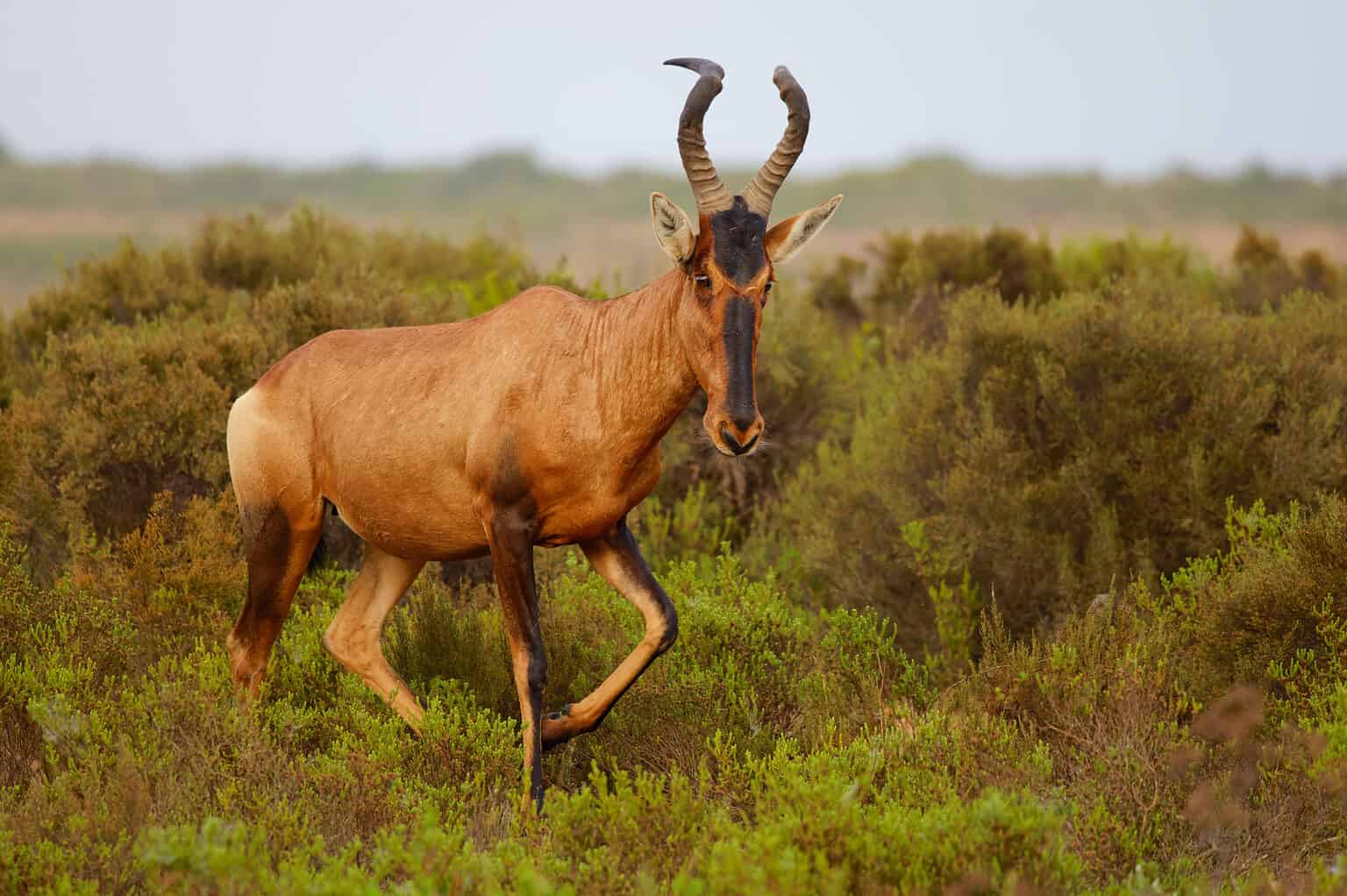 Hartebeest Animal Facts - Alcelaphus buselaphus - A-Z Animals
