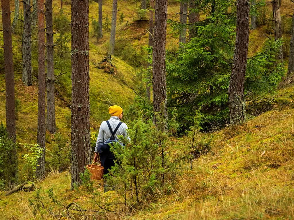 Mushroom hunting in the fall