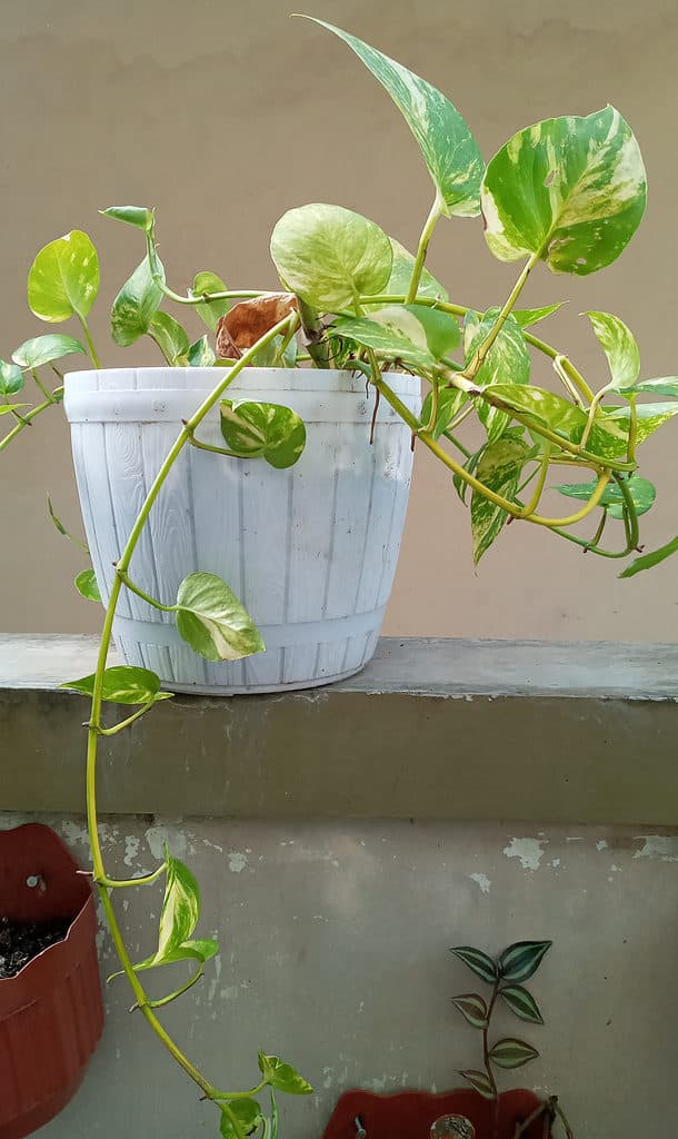 Jessenia pothos sitting on a ledge in a white pot