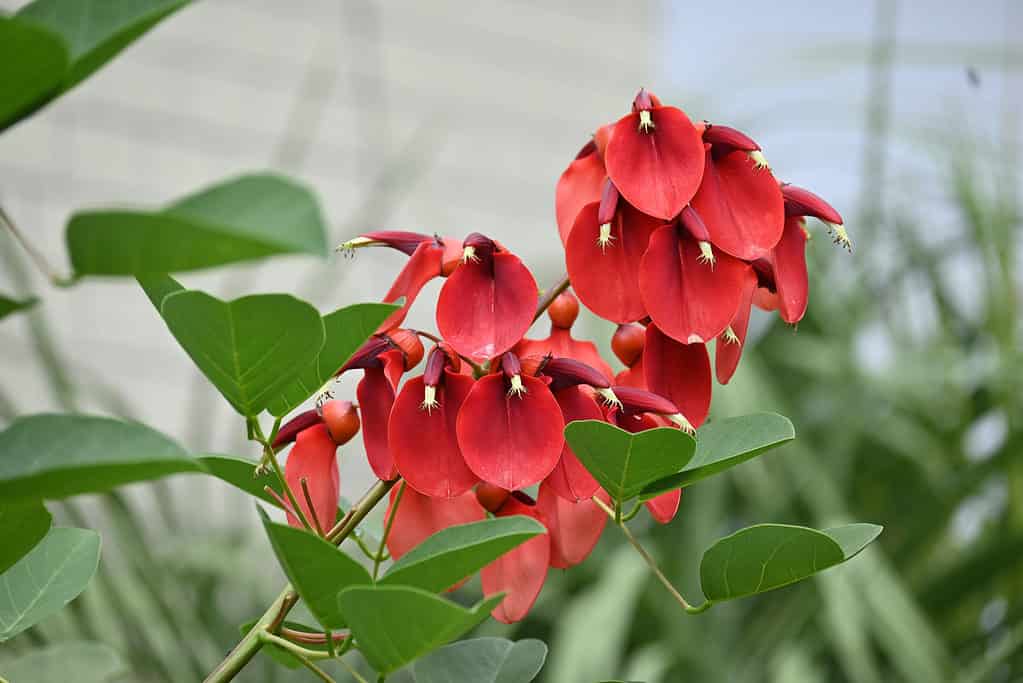 Ceibo, cockspur coral tree ( Erythrina crista-galli ) flowers