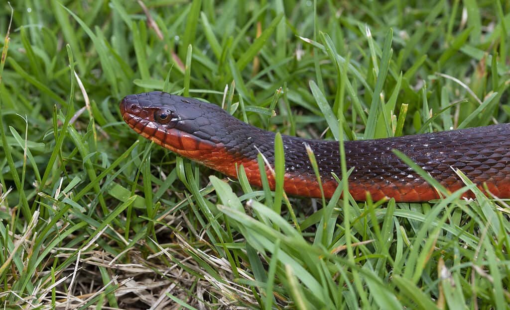 Red-bellied water snakes hide in the brush if confronted