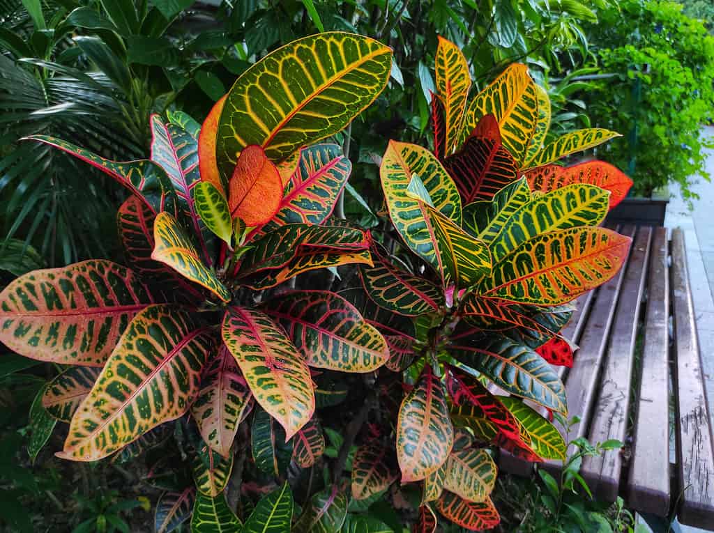 Two garden crotons or Codiaeum variegatum plants growing side by side