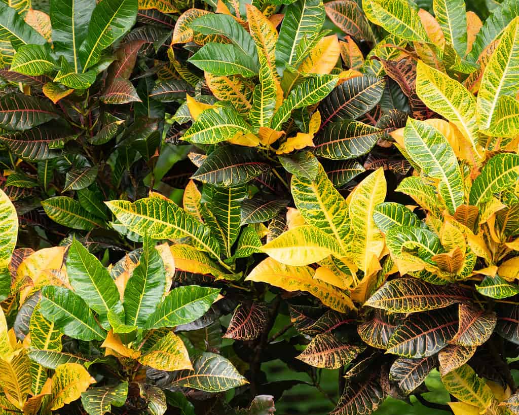 Bright yellow crotons or Codiaeum variegatum croton plant growing under sunlight