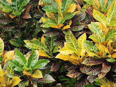 A Croton Light Requirements and Other Tips