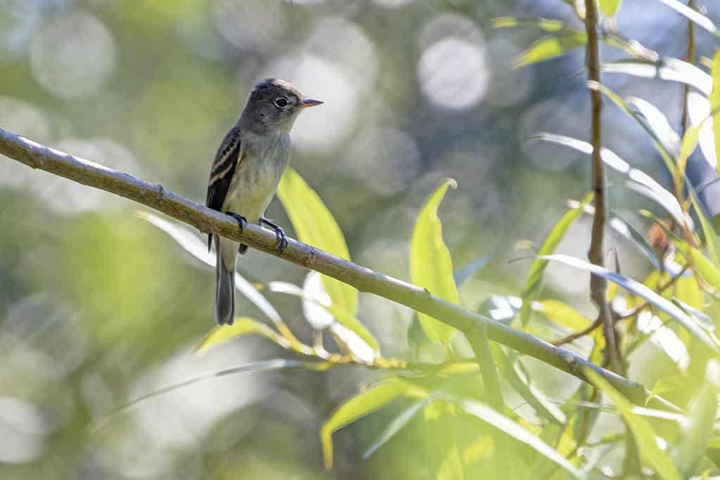 willow flycatcher