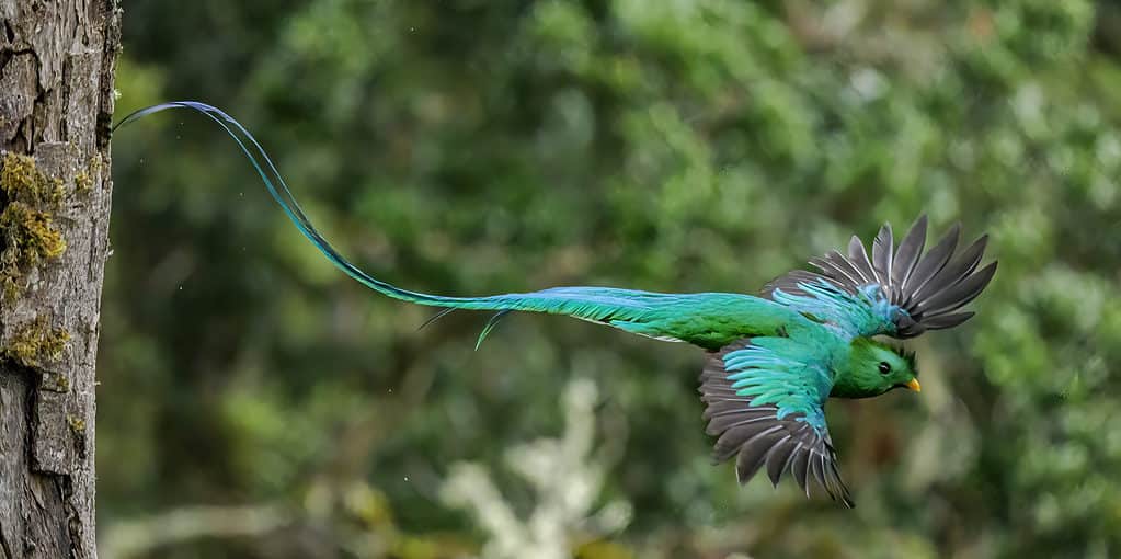 Male resplendent quetzal flying