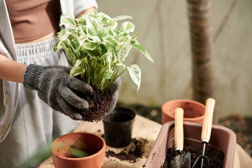 Repotting a pothos plant