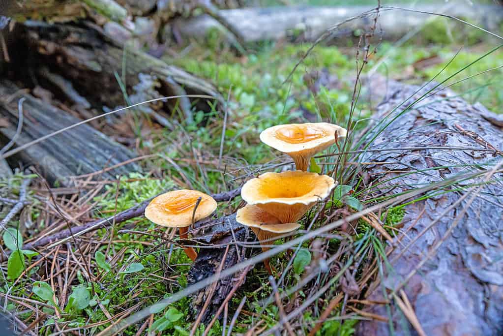 Chanterelles growing on the forest floor