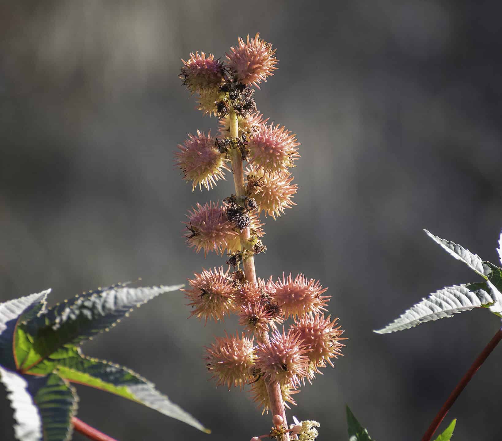 This Deadly Tree is 12,000x More Lethal Than a Rattlesnake's Bite - A-Z ...