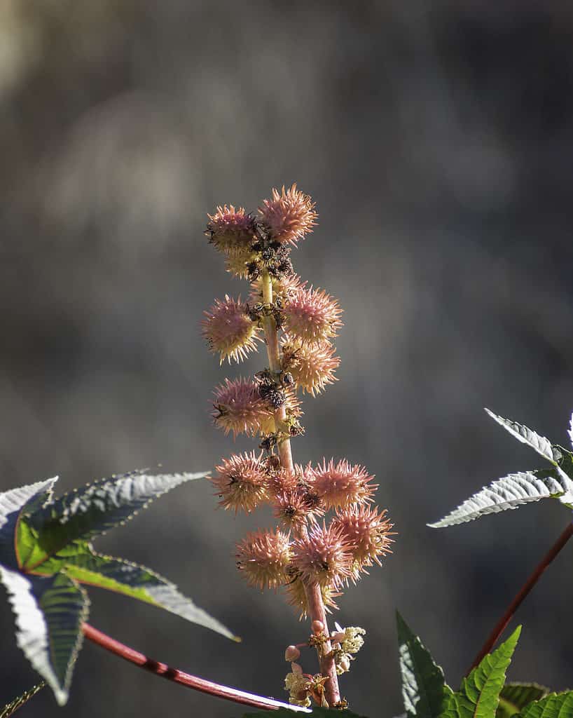 Close up of the red flowers of a Castor Bean (Ricinus communis) plant at Lake Hollywood in Los Angeles, CA.