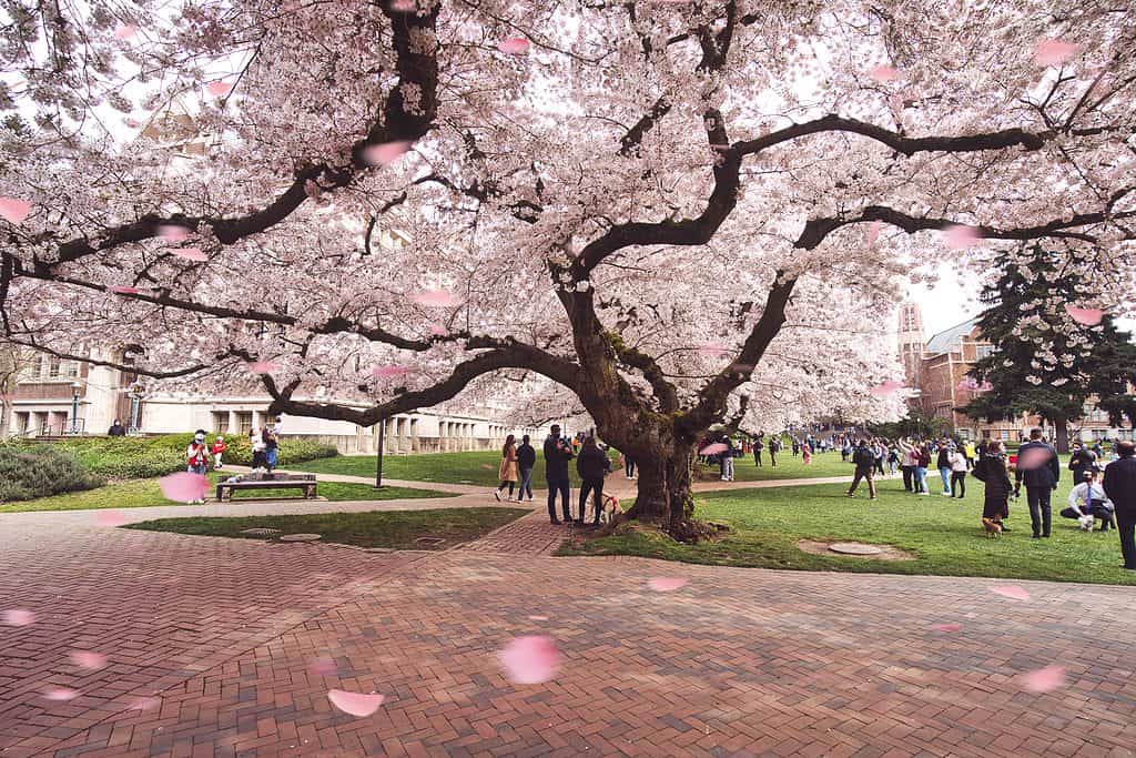  A magnificent photo of the Cherry blossom tree at the University of Washington in Seattle