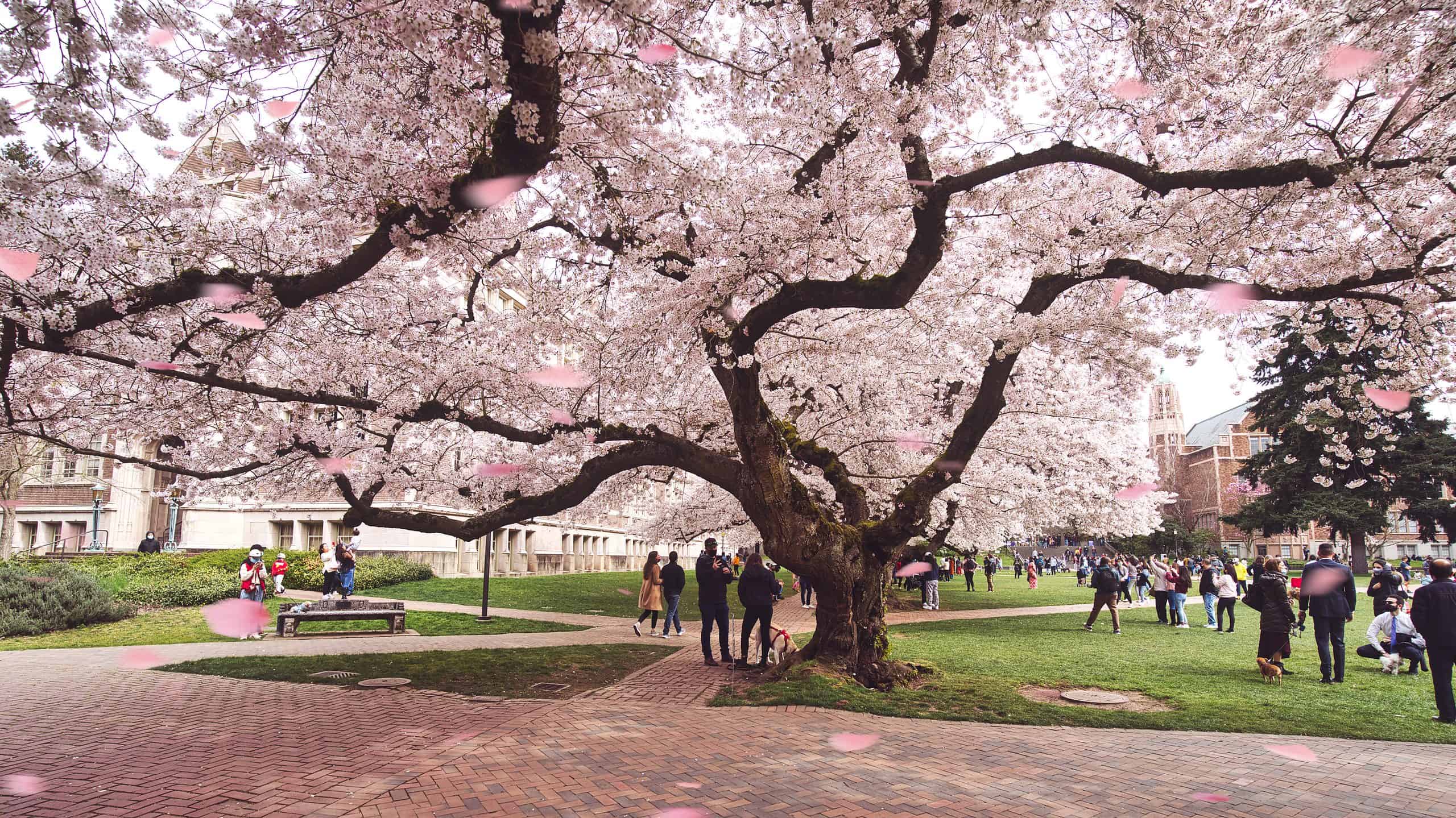 A magnificent photo of the Cherry blossom tree at the University of Washington in Seattle