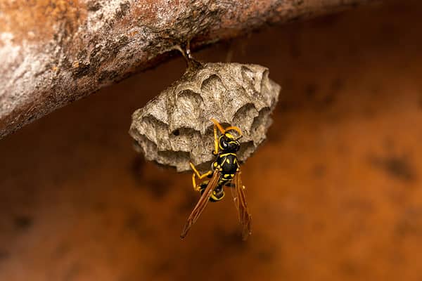 European paper wasp, Haus-Feldwespe (Polistes dominula) sitting on a nest.