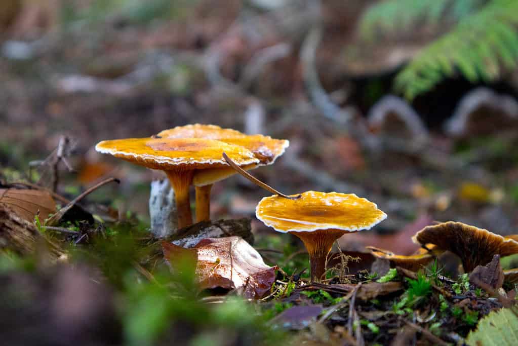 False chanterelle mushrooms (Hygrophoropsis aurantiaca)
