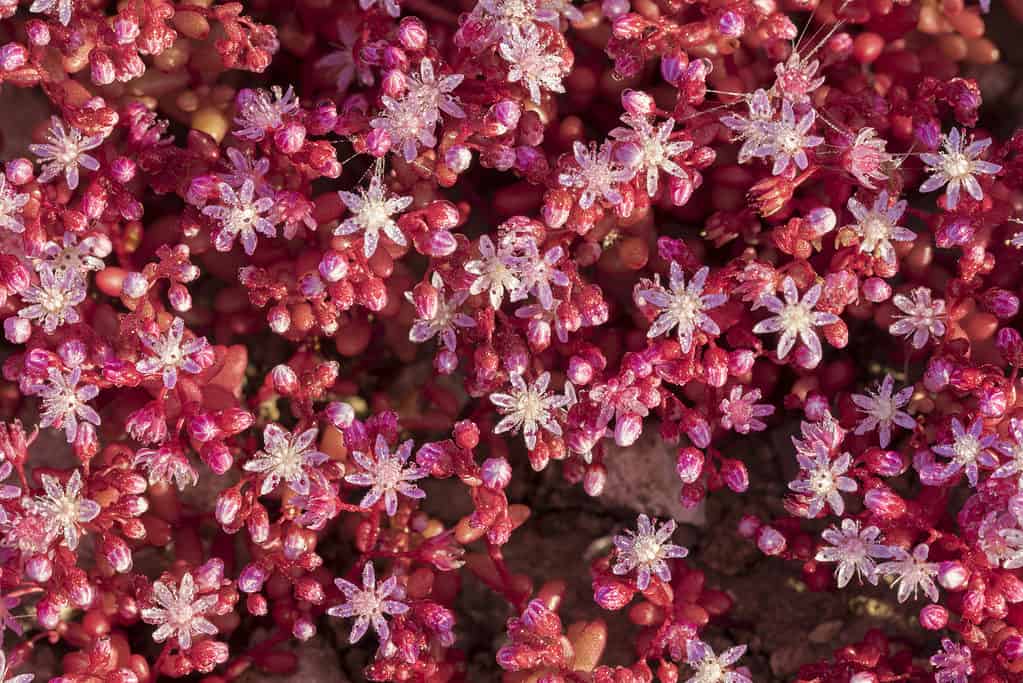 Sedum caeruleum