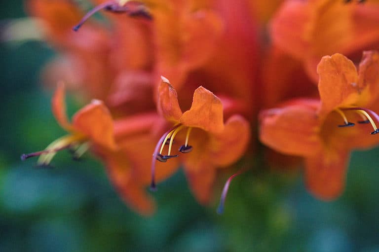 Close up of cape honeysuckle blooms