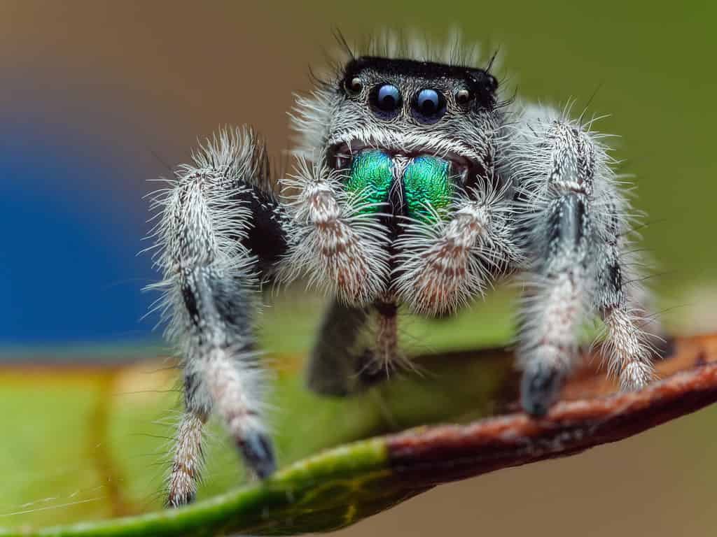 Phidippus regius, regal jumping spider - Black Spiders in Florida