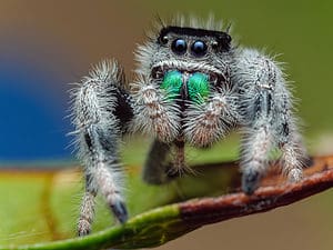 Meet the 10 Cutest Spiders In The World Picture