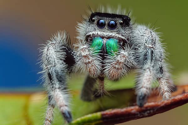 Regal jumping spider male sub adult - Phidippus regius species from USA Florida Everglades.