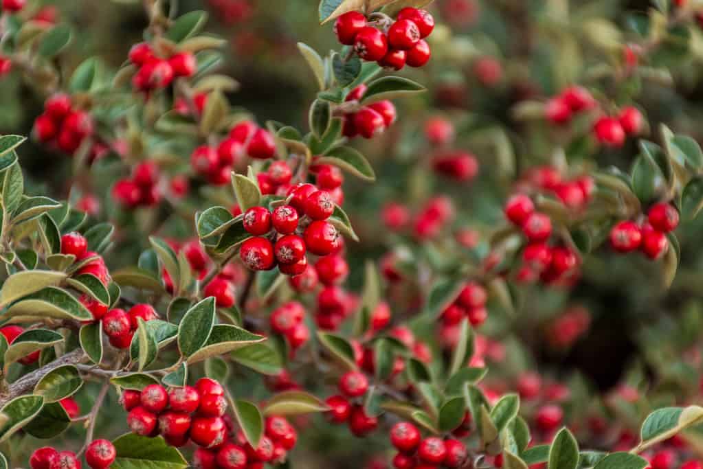 Closeup shot of red cotoneaster berries