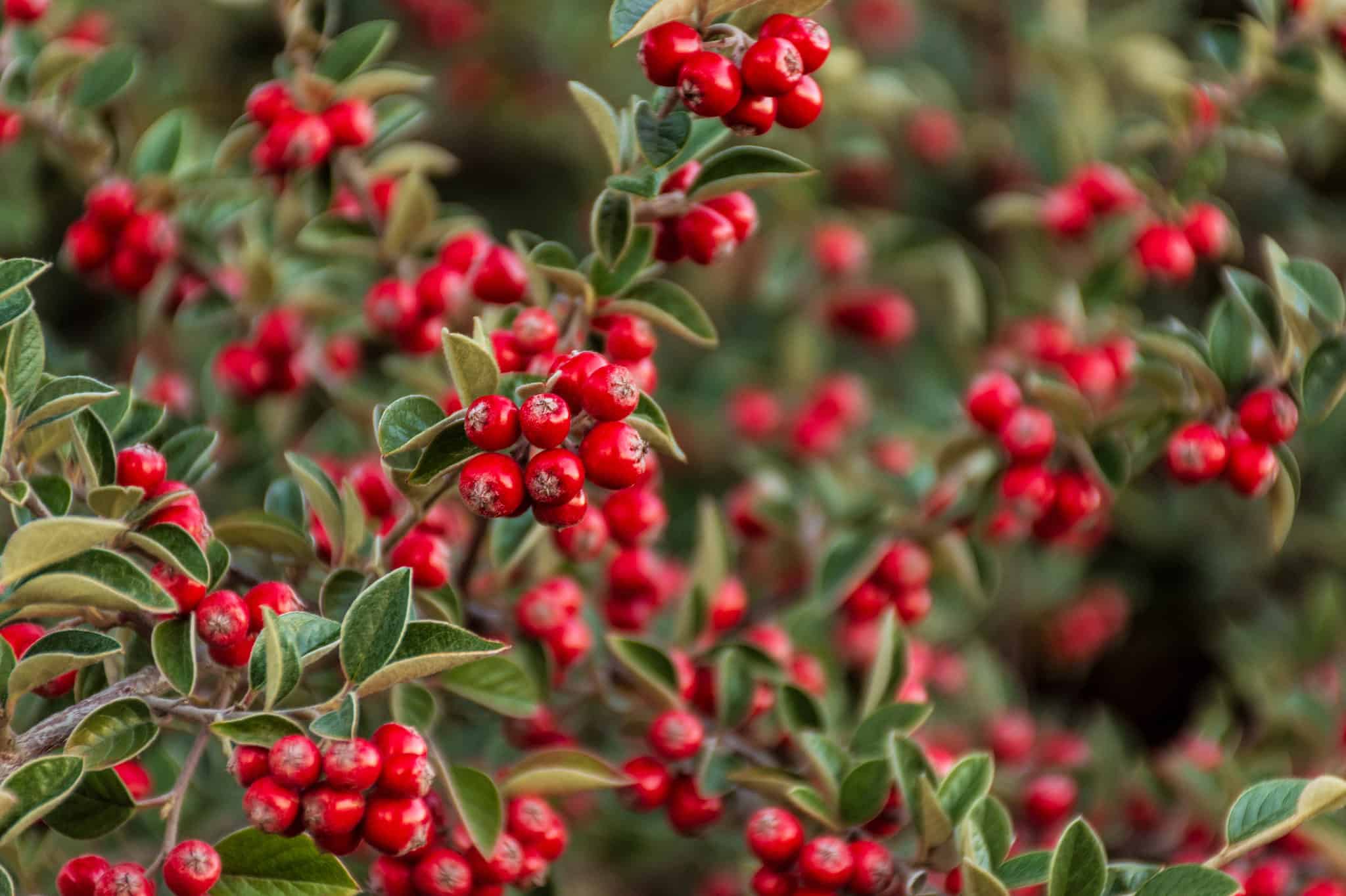 Cotoneaster Bonsai Tree: Varieties, Care Guide, and More