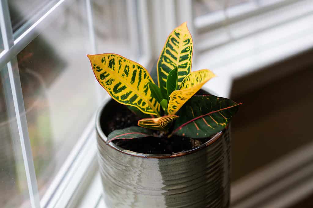 A baby croton plant growing in a pot