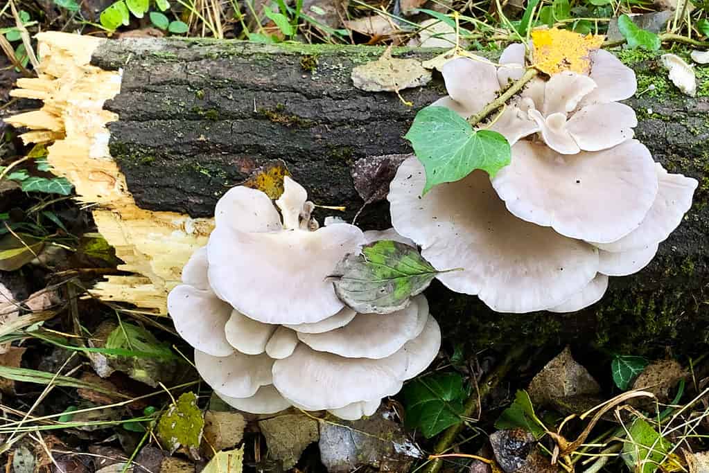 Oyster mushrooms on the fallen stump