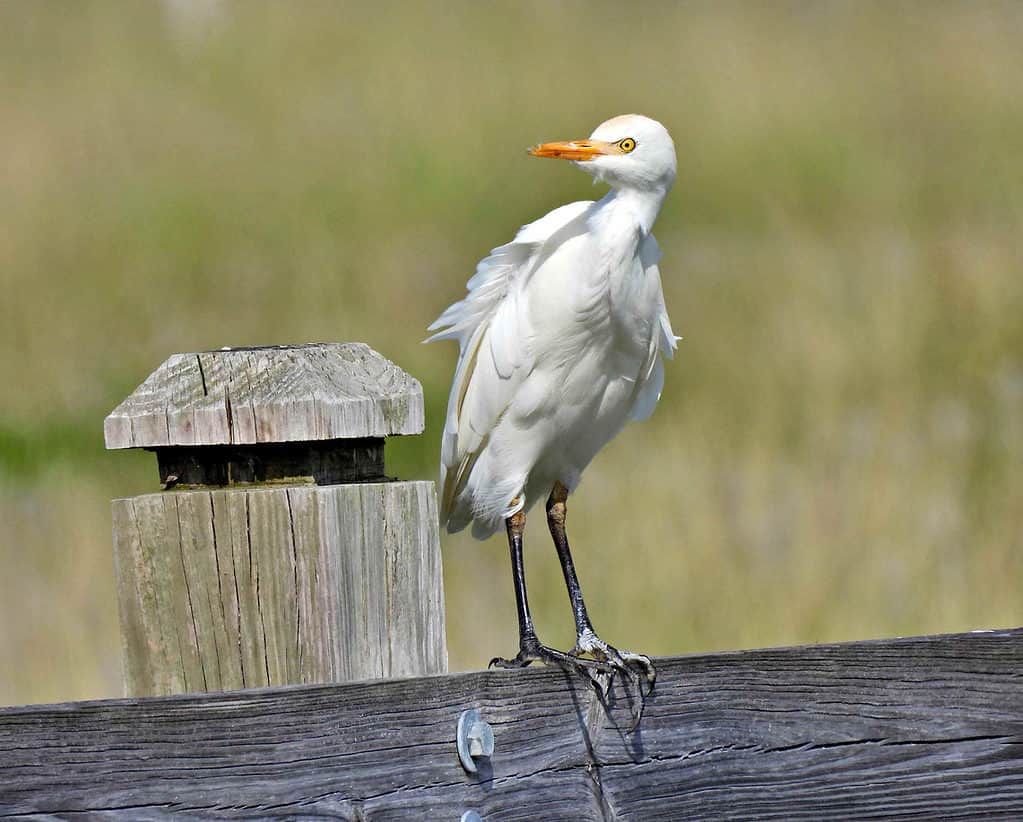 cattle egret