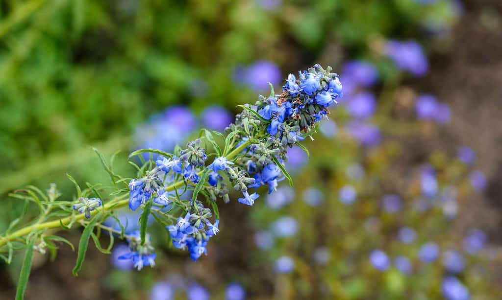 Blue, Botany, Close-up, Color Image, Flower