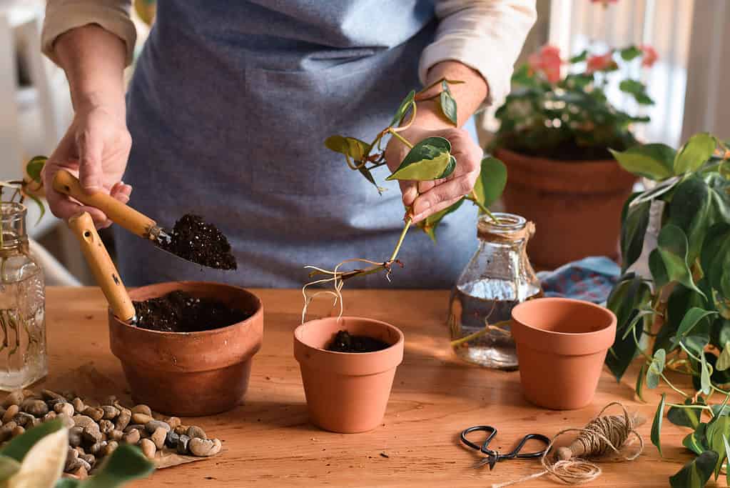 Planting pothos plant cutting with bare roots into terracotta pot