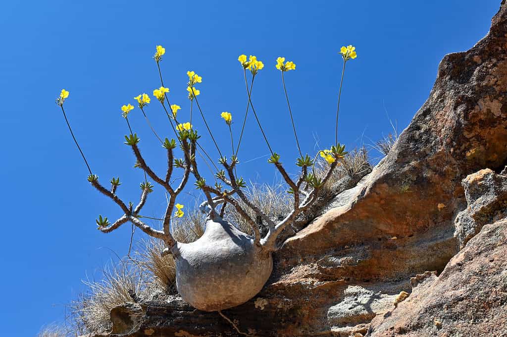 Pachypodium rosulatum stem succulent