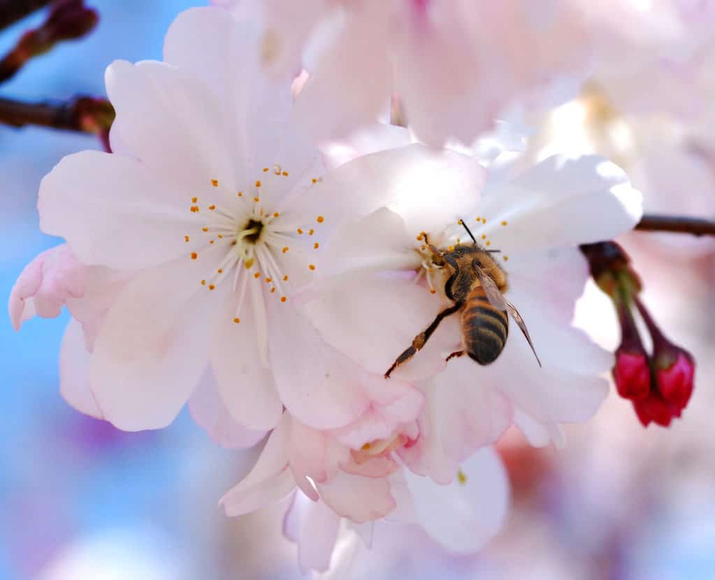 メーコン桜のクローズアップです。 人々と受粉者はそれらを愛しています！