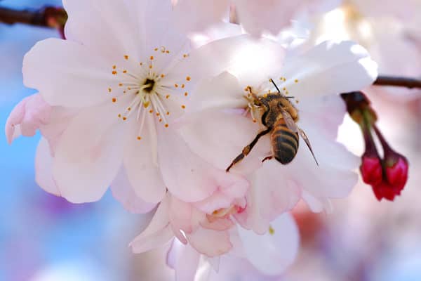 This is a close-up of a Macon cherry blossom. People and pollinators love them!