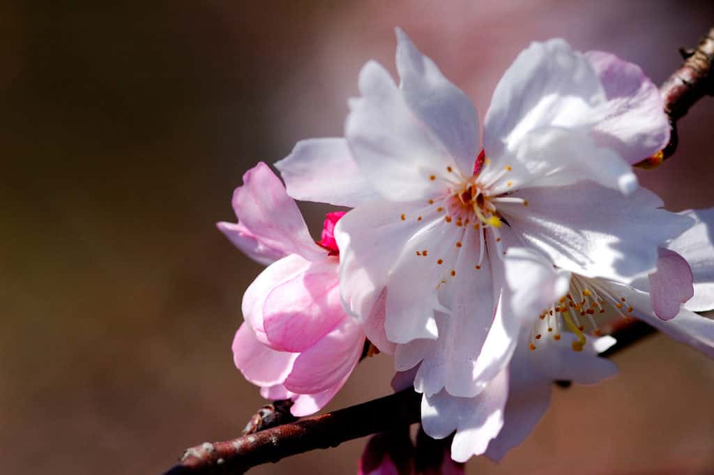 This is a close-up of a cherry blossom in Macon, Georgia.