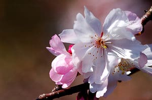 Cherry Blossoms in Georgia: When They Bloom and Where to See Them Picture