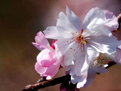 A Cherry Blossoms in Georgia: When They Bloom and Where to See Them