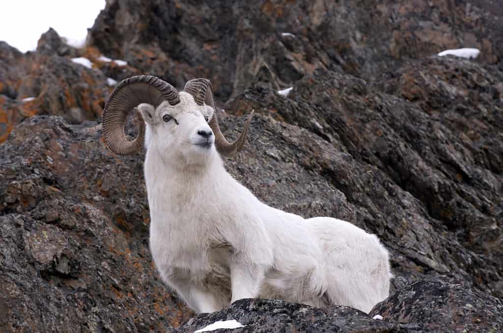 Dall's sheep on rocky terrain in Alaska