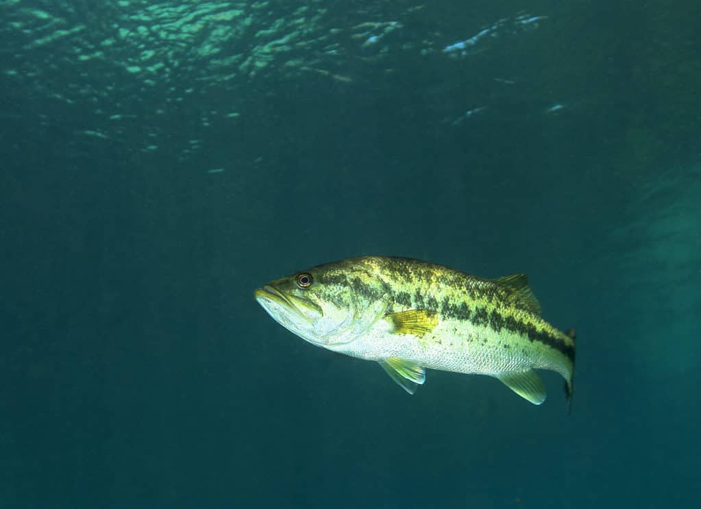 Largemouth bass is deep green in color